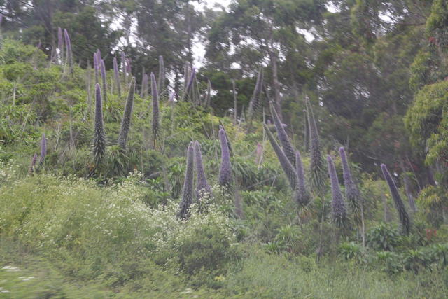 purple flowers