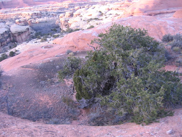 old tree in the rock, healthy bed of "living soil crust".
