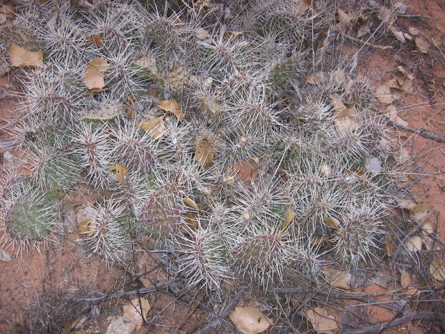big spined prickly pear