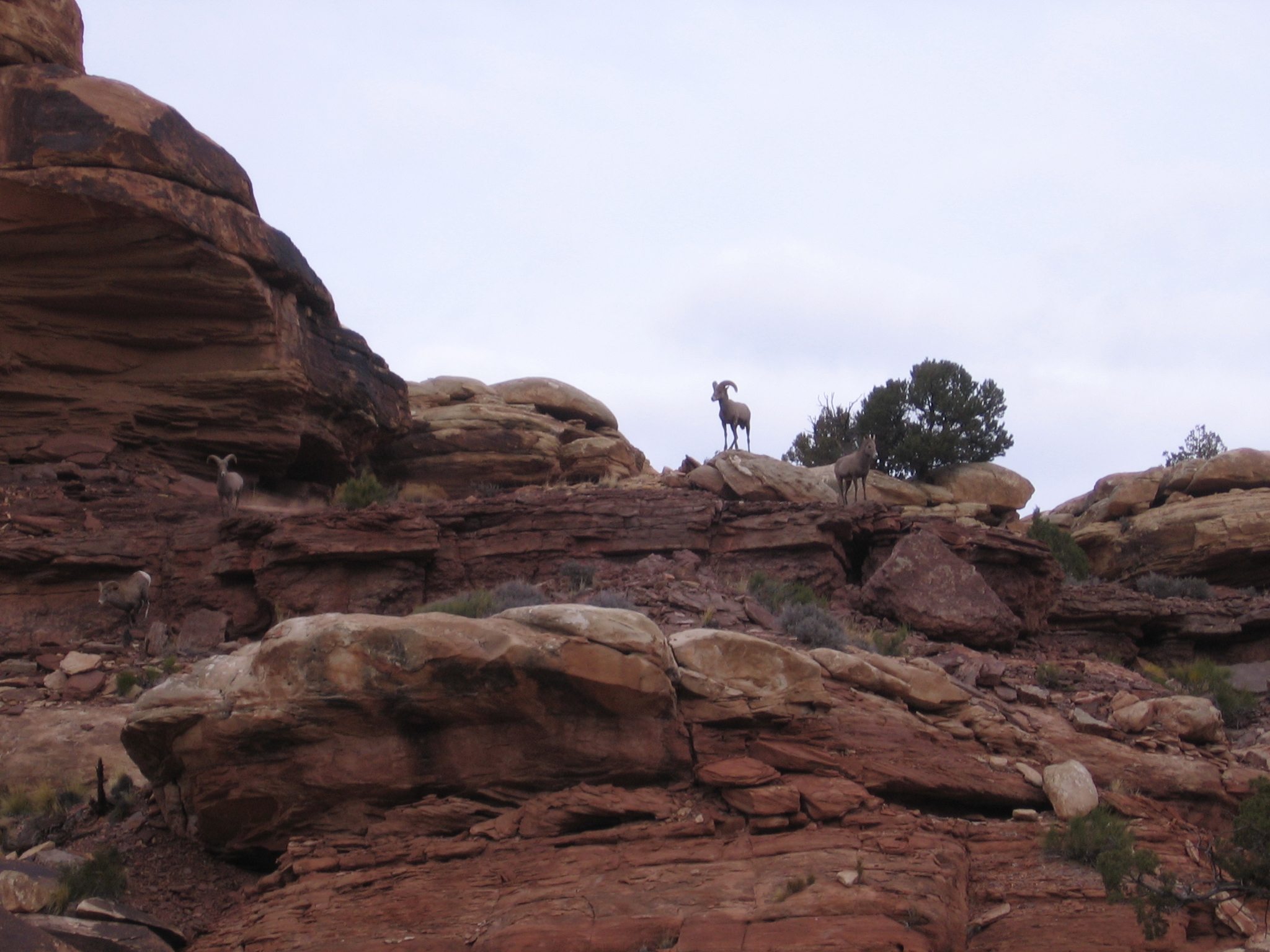 Bighorn Sheep near confluence trailhead!