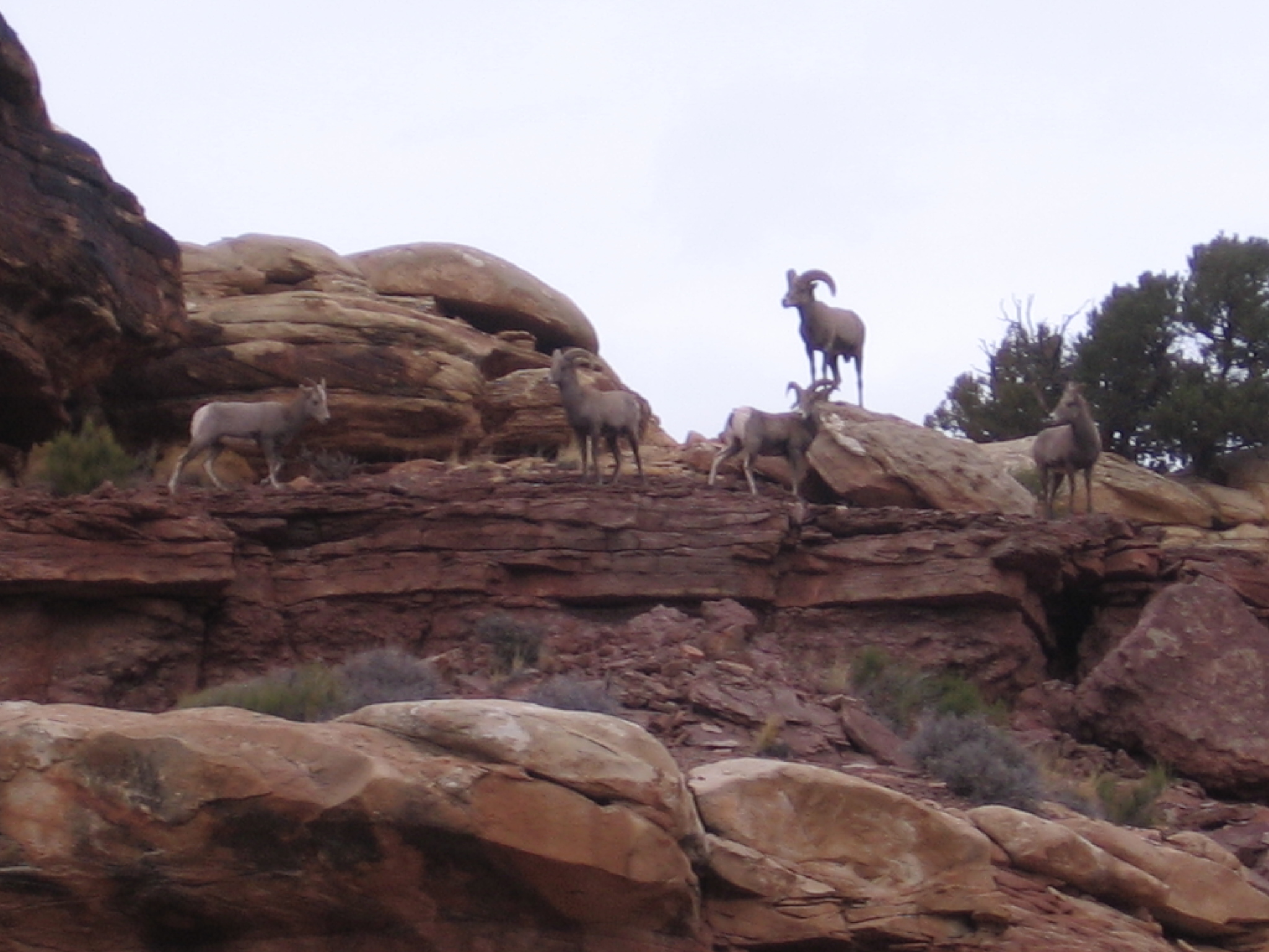 Bighorn Sheep near confluence trailhead!