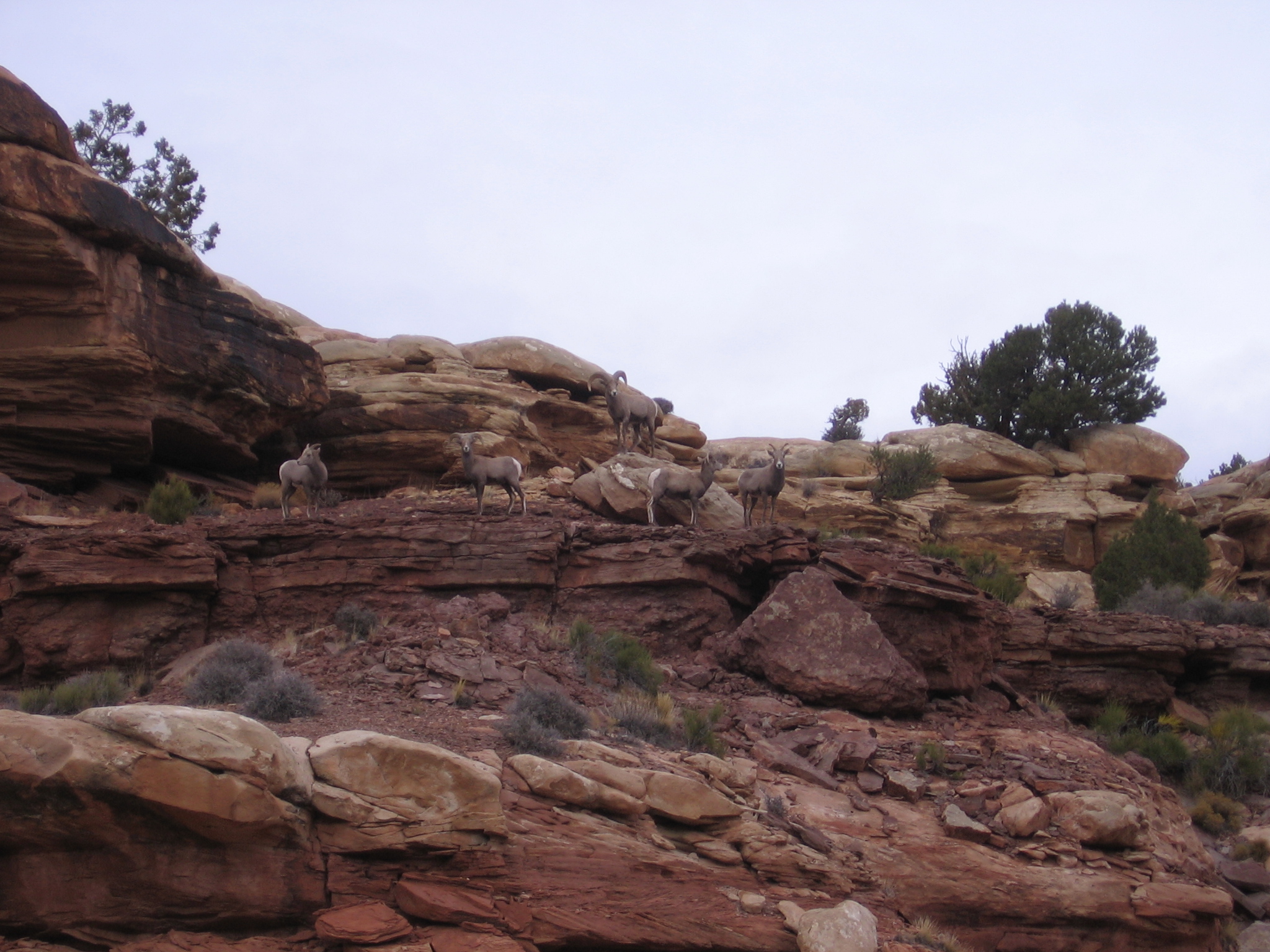 Bighorn Sheep near confluence trailhead!