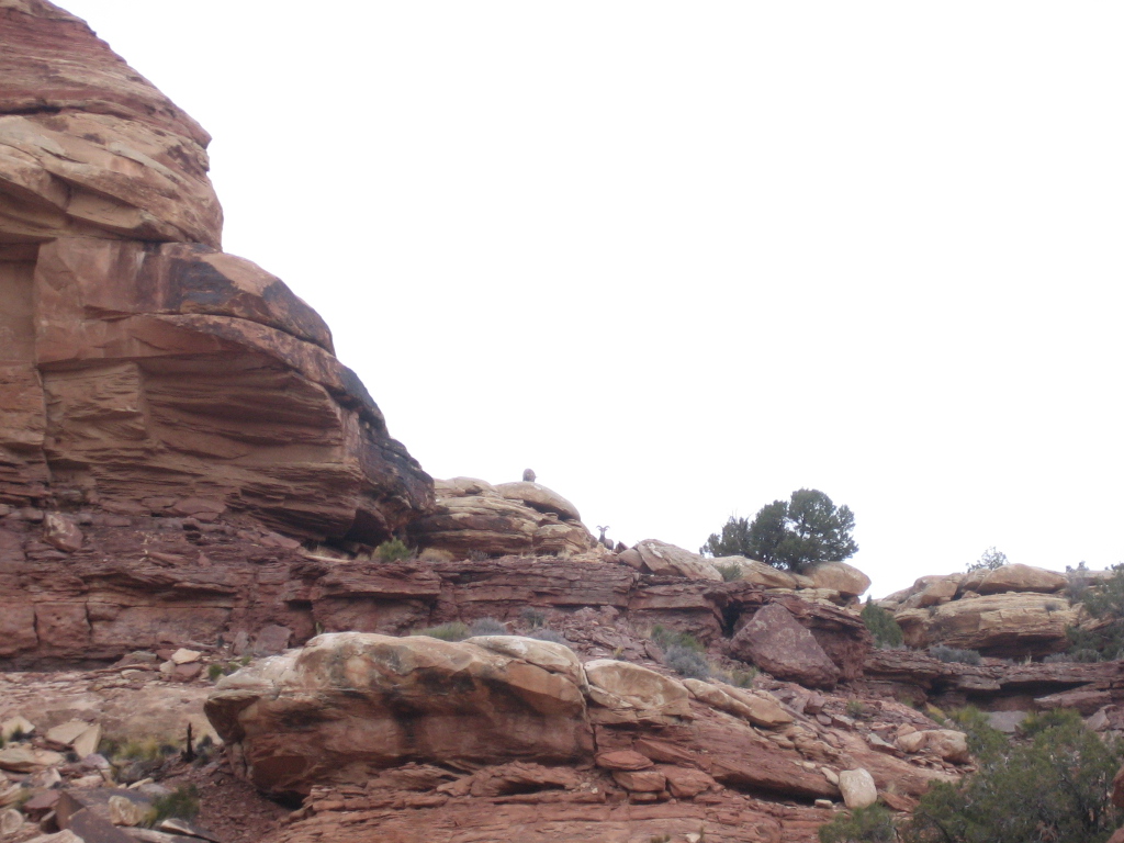 Bighorn Sheep near confluence trailhead!