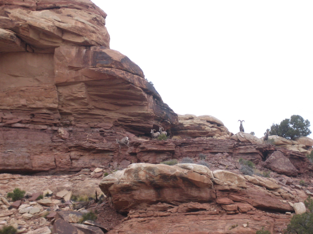 Bighorn Sheep near confluence trailhead!