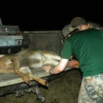 graphic photos of the deer gutting, skinning, and hanging.