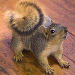 Lorien's Sublated Pet Relation: squirrel-friend!